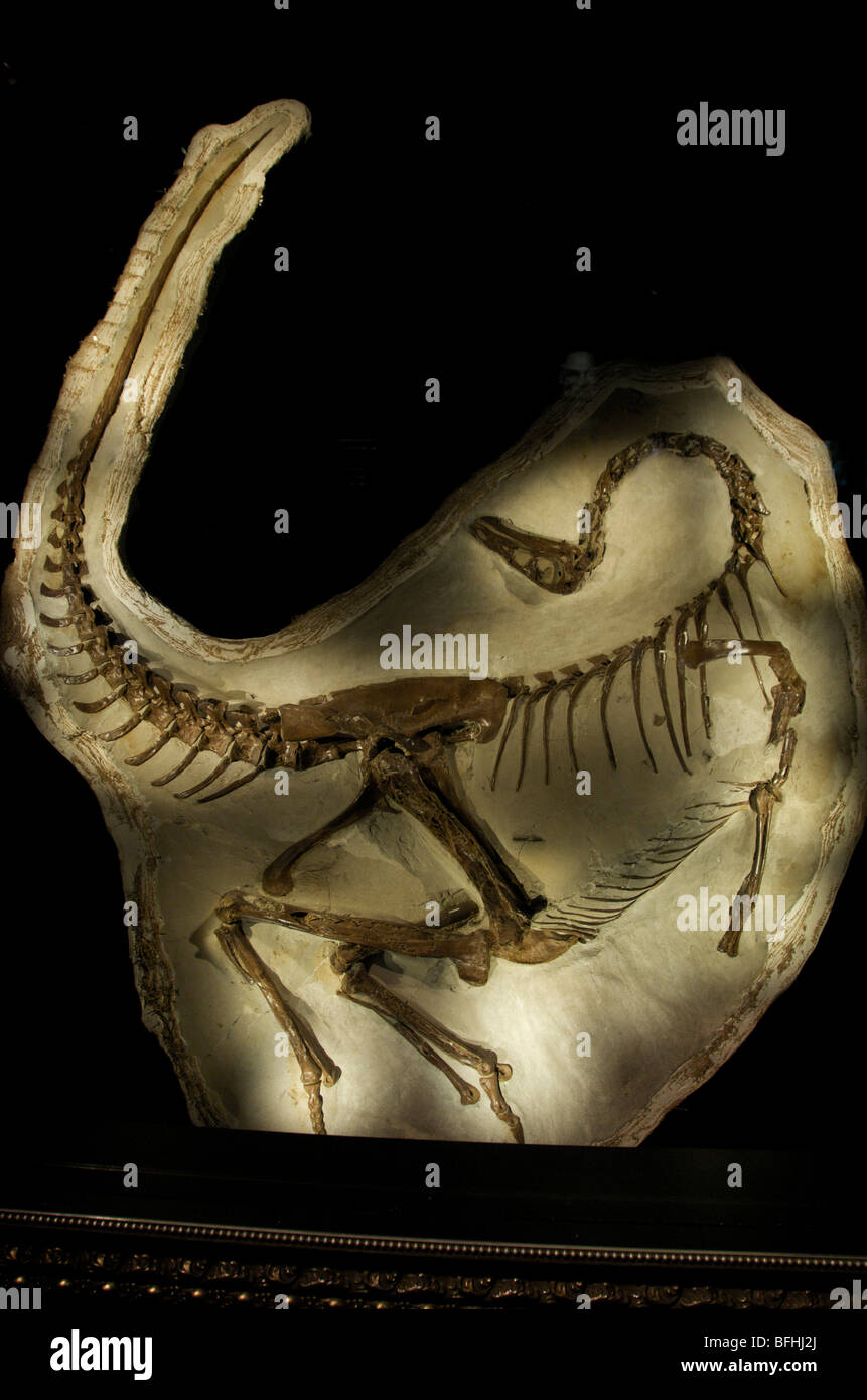 La mort pose d'un squelette d'un dinosaure Ornithomimus. Musée Royal Tyrrell, Drumheller, Alberta, Canada. Banque D'Images