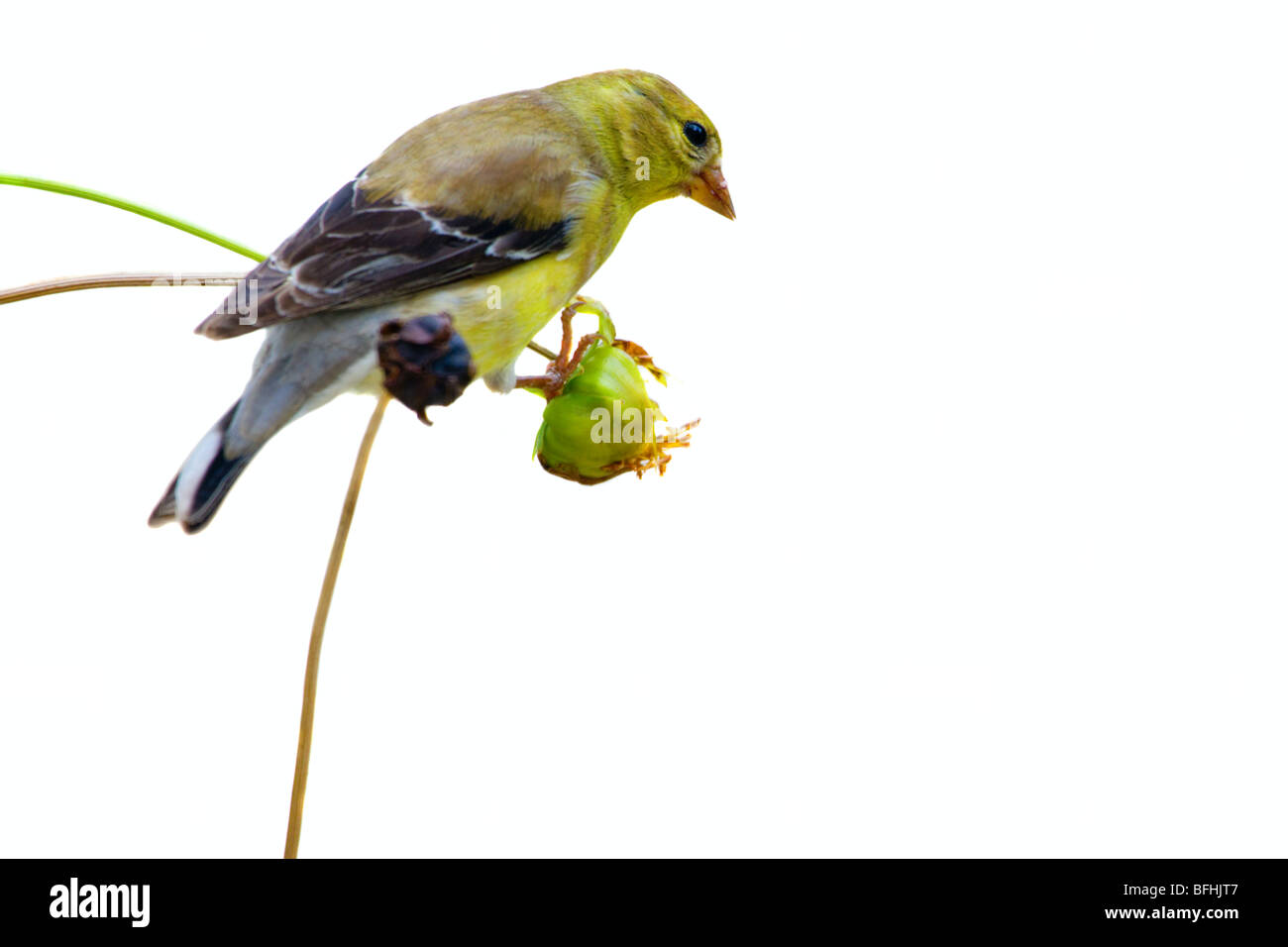 Finch jaune Banque D'Images