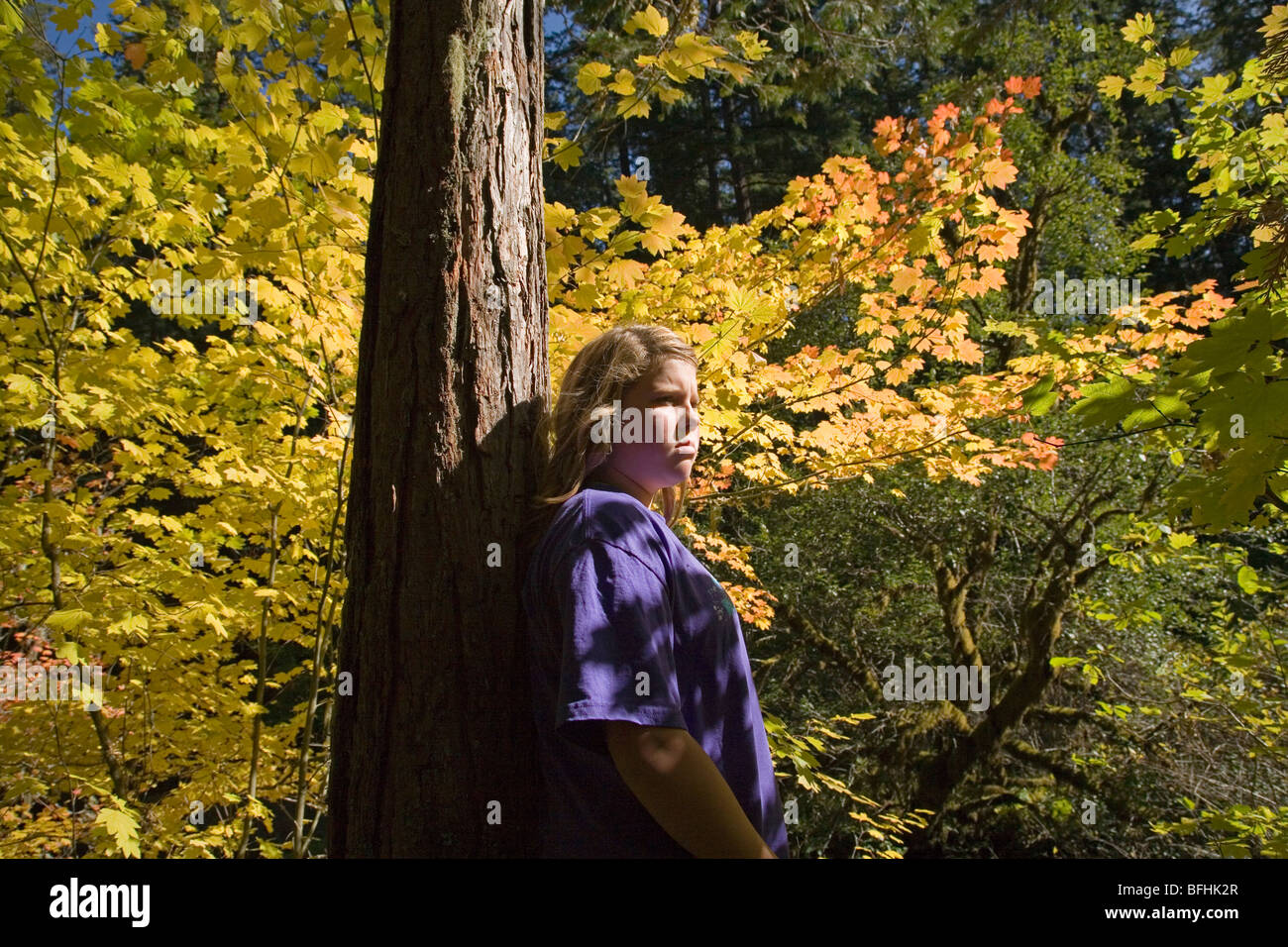 Vine Maple devient jaune en automne Octobre le long de la rivière McKenzie dans les montagnes de l'Oregon Cascade Banque D'Images