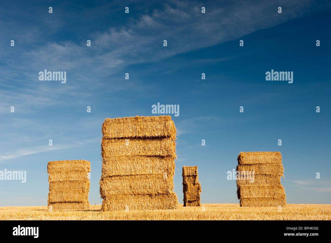 Gros ballots de paille empilés sur champ de chaumes. Banque D'Images