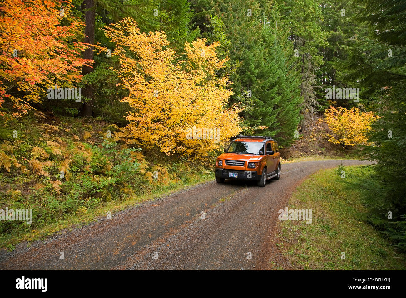 Leaf peepers voir l'érable circiné changent de couleur en automne Octobre dans les Cascade Mountains de l'Oregon Banque D'Images