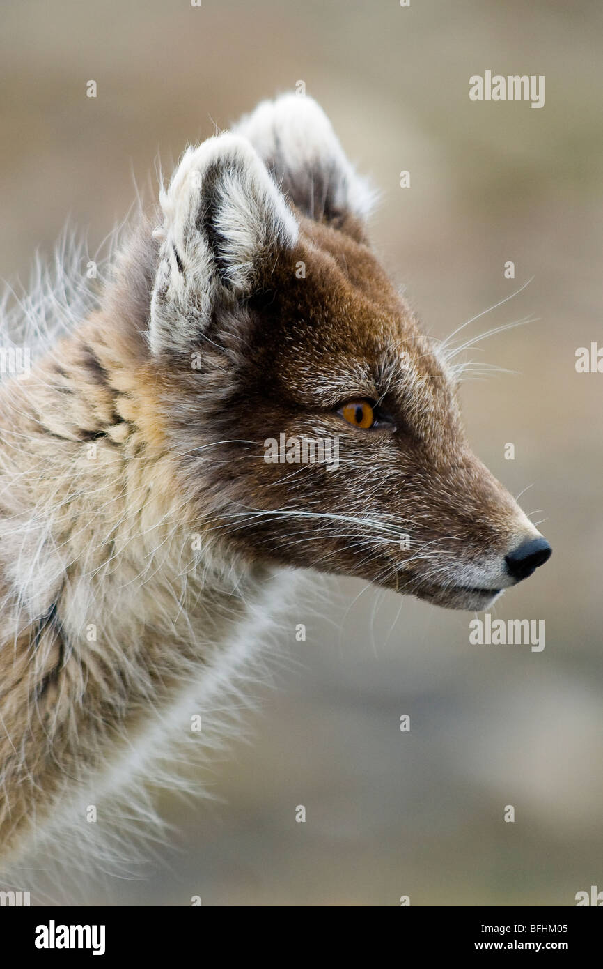 Des profils le renard arctique (Alopex lagopus) la mue en livrée d'été, l'archipel du Svalbard, Norvège Banque D'Images