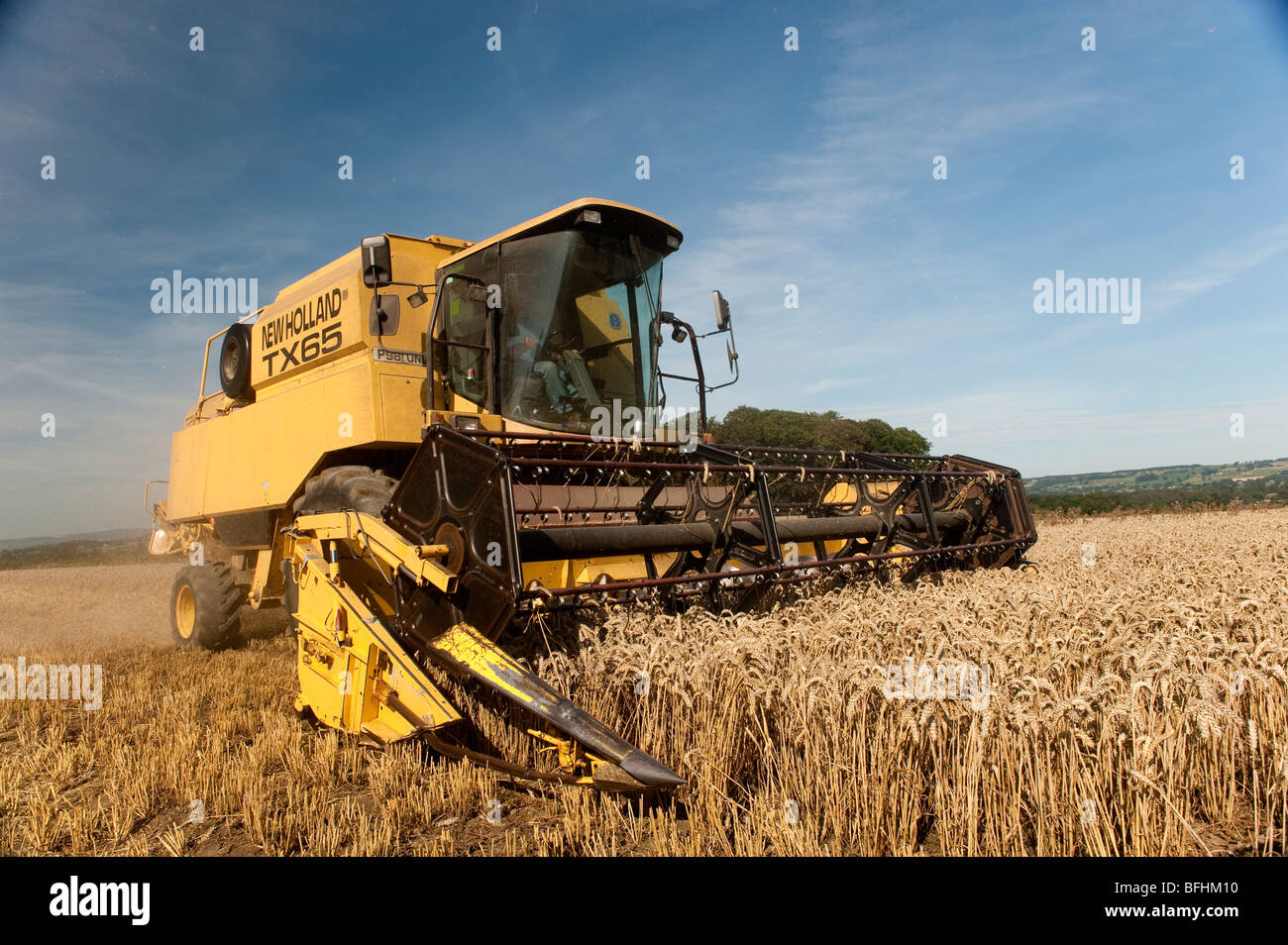 La récolte de blé de la combinaison avec la moissonneuse-batteuse New Holland Banque D'Images