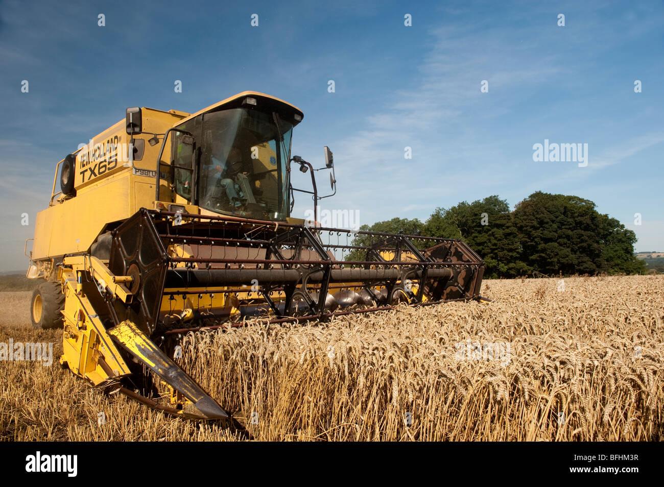 La récolte de blé de la combinaison avec la moissonneuse-batteuse New Holland Banque D'Images