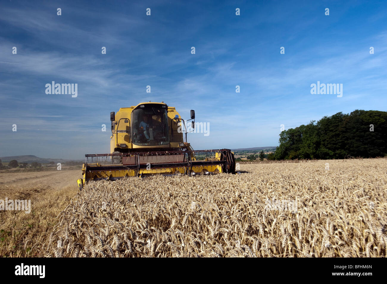 La récolte de blé de la combinaison avec la moissonneuse-batteuse New Holland Banque D'Images