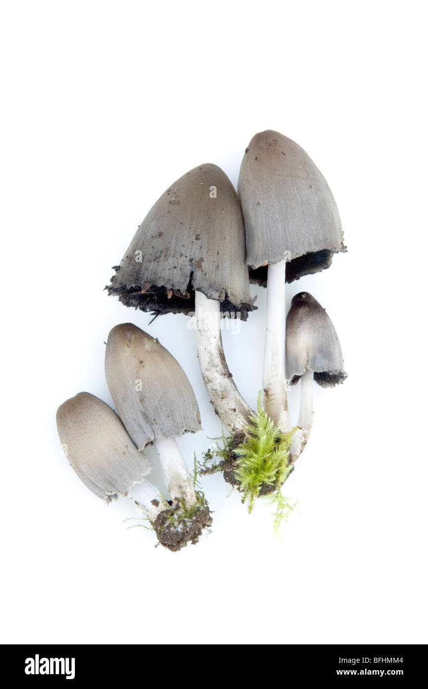 COPRINUS LAGOPUS, INKCAP PIED DE LIÈVRE, champignons, champignons Banque D'Images