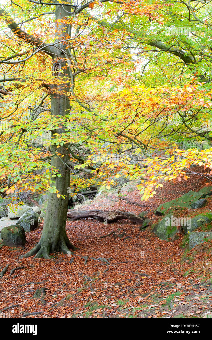 À l'automne Gorge Padley dans le Peak District National Park Banque D'Images