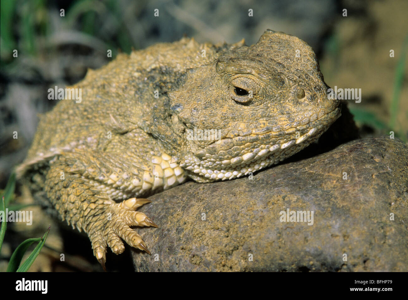 Des profils grand iguane à petites cornes (Phrynosoma hernandesi), prairies, le sud de l'Alberta, Canada Banque D'Images