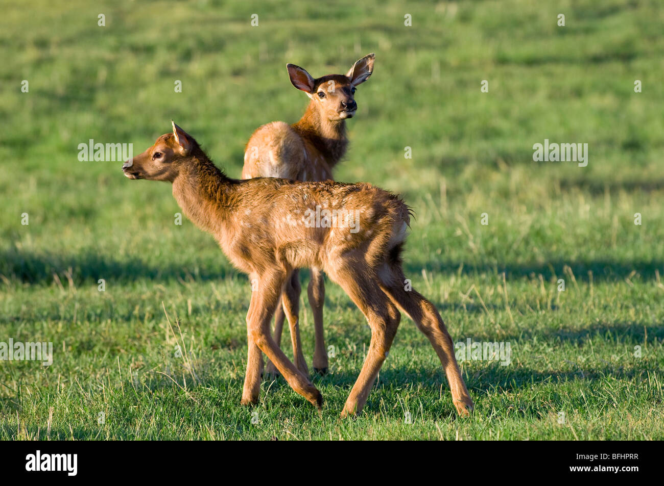 Les veaux nouveau-nés(Wapiti Cervus elaphus), le Parc National Jasper, Rocheuses canadiennes, l'ouest de l'Alberta, Canada Banque D'Images