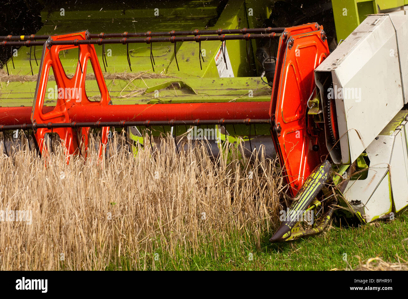 Moissonneuse-batteuse Claas comining l'orge de printemps. Banque D'Images