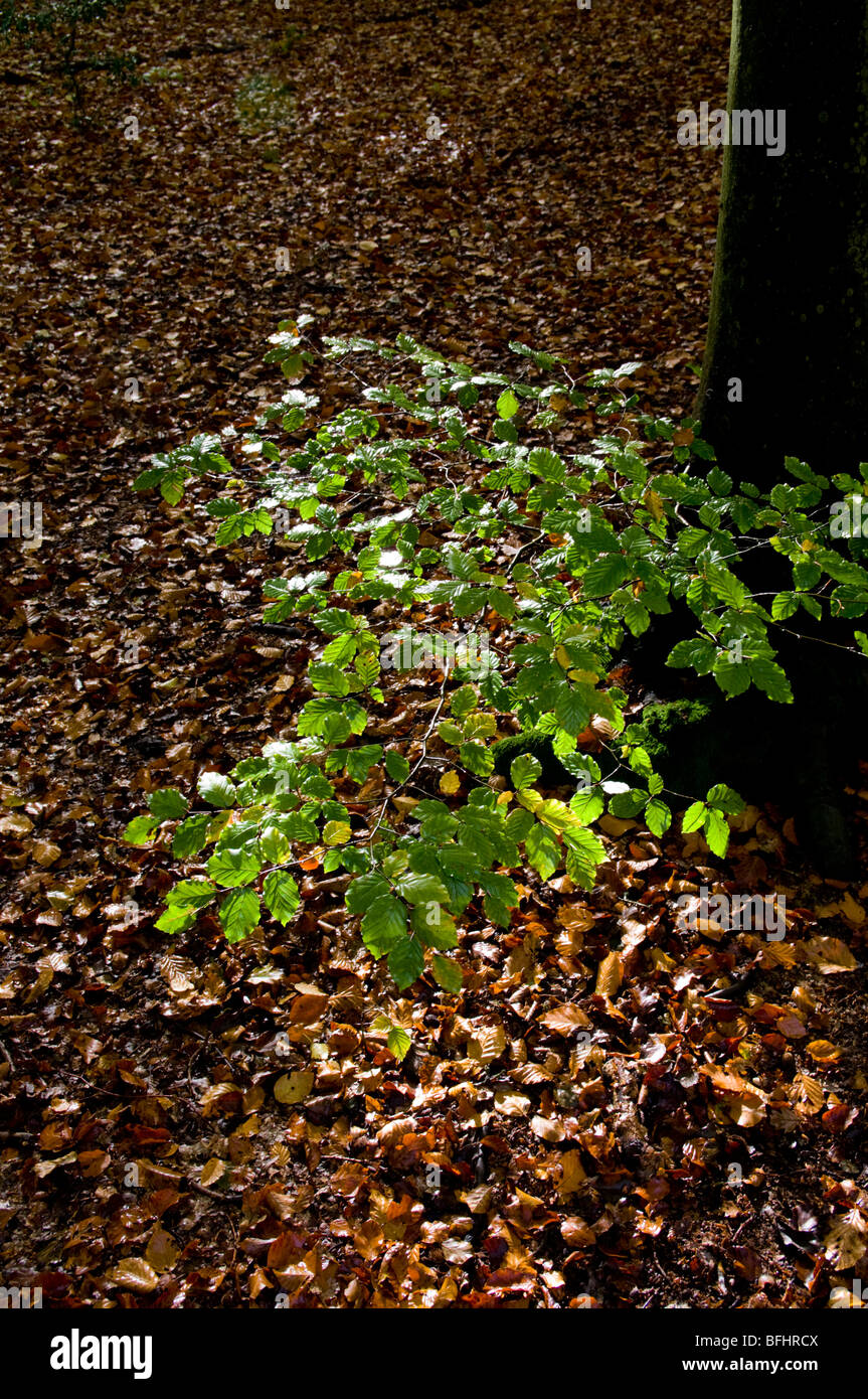 L'Europe, Royaume-Uni, Angleterre, Surrey, North Downs Way bas blanc Banque D'Images