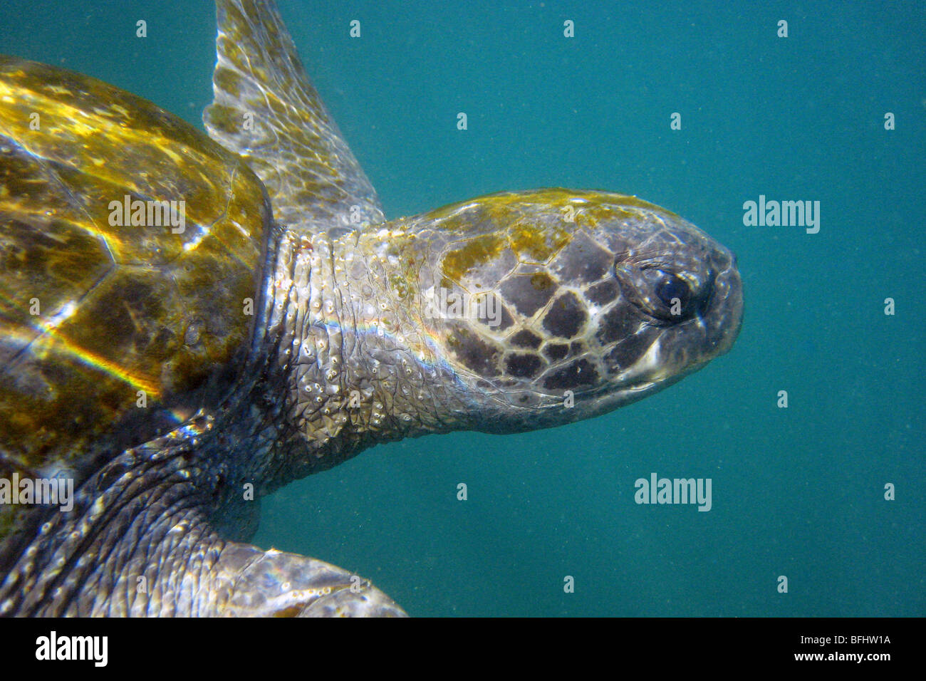 Femelle adulte black sea turtle (Chelonia agassizii) se nourrissent dans les îles Galapagos. L'Équateur Banque D'Images