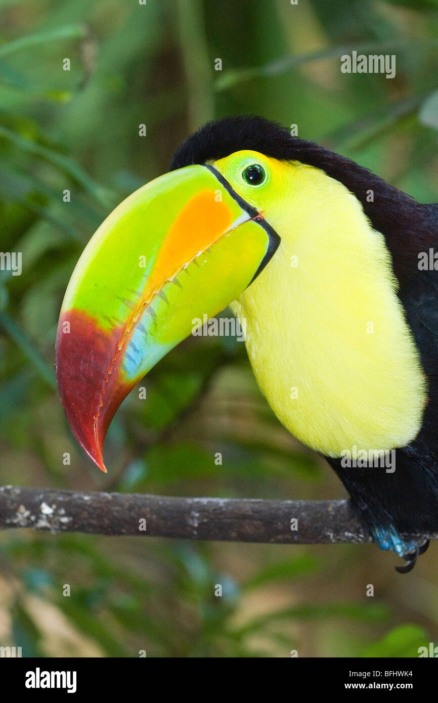 Keel-billed toucan (Ramphastos sulfuratus), péninsule du Yucatan, Mexique Banque D'Images