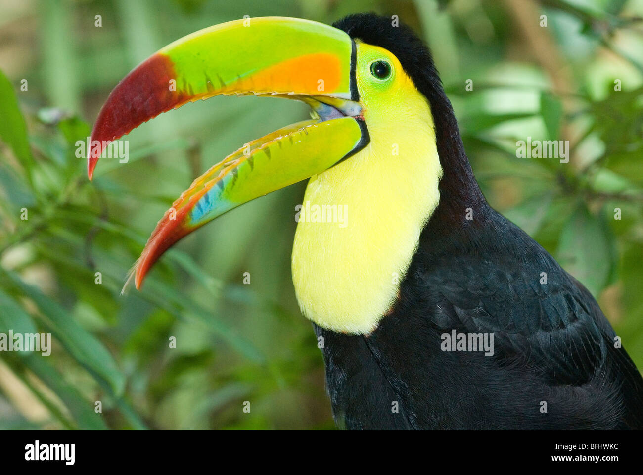 Keel-billed toucan (Ramphastos sulfuratus), péninsule du Yucatan, Mexique Banque D'Images
