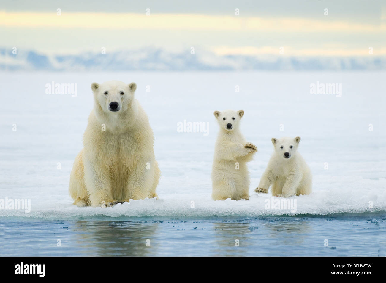 Mère de l'ours polaire (Ursus maritimus) et deux petits de l'année la chasse sur la banquise arctique, l'archipel de Svalbard, Norvège Banque D'Images