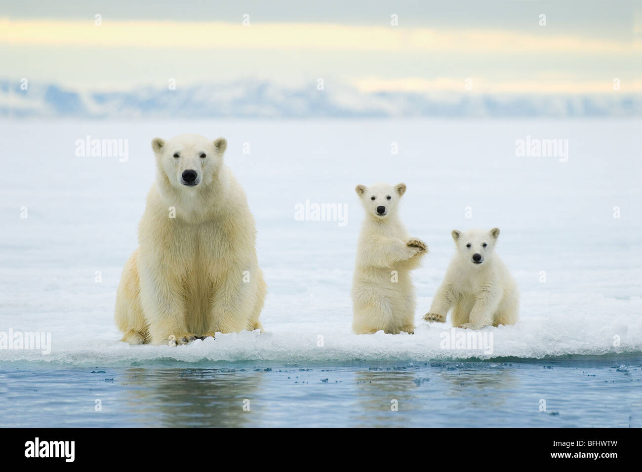 M re De L ours Polaire Ursus Maritimus Et Deux Petits De L ann e La M re De L ours Polaire Ursus Maritimus Et Deux Petits De L ann e La