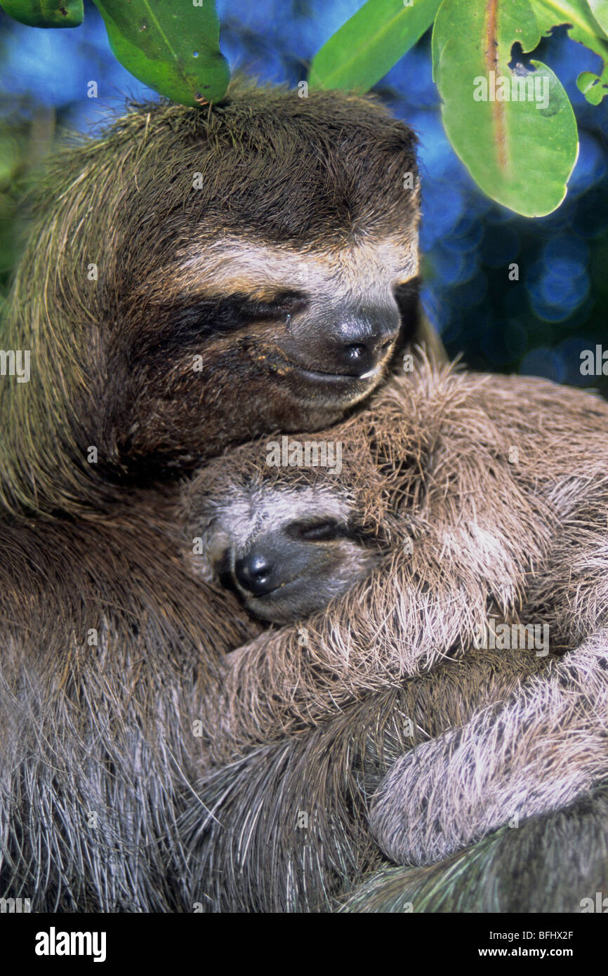 Mère trois-toed sloth (Bradypus variegatus) et les jeunes, les mangroves côtières, Panama, Amérique centrale. Banque D'Images