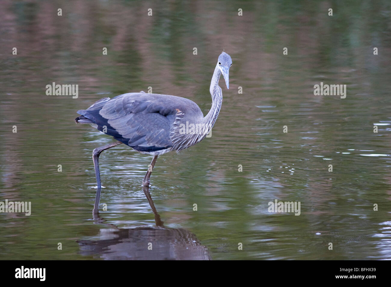 Grand Héron - Ardea herodias Banque D'Images