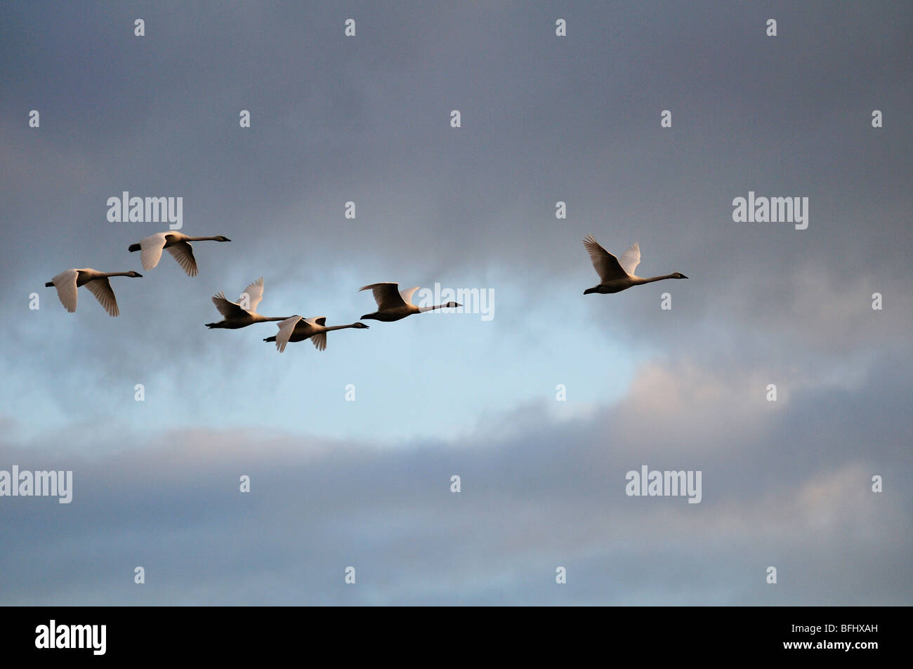 Six cygnes en vol au dessus de la baie de Cowichan (Colombie-Britannique). Banque D'Images