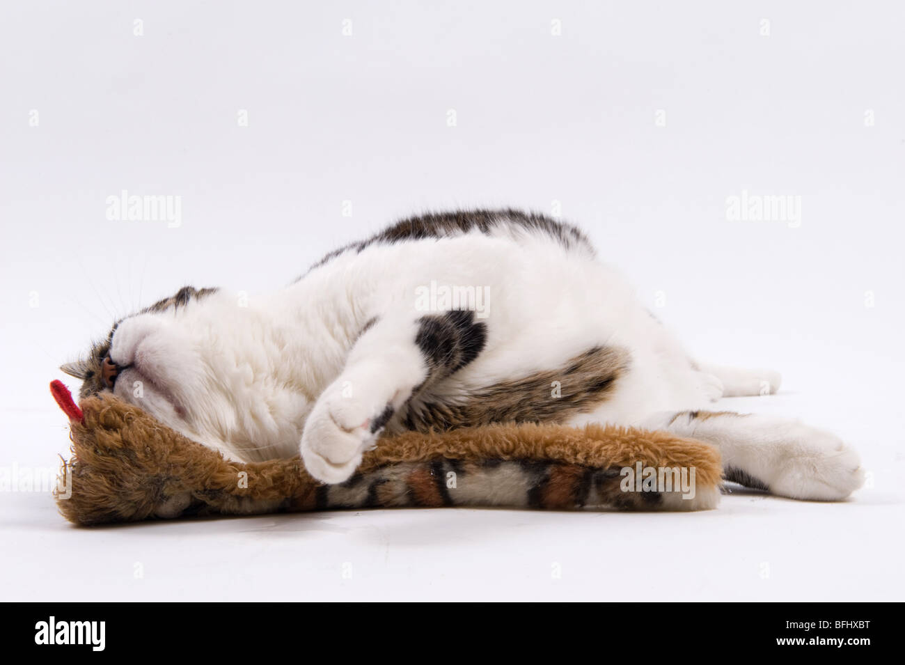 Animal chat jouant avec doudou et cataire Photo Stock - Alamy