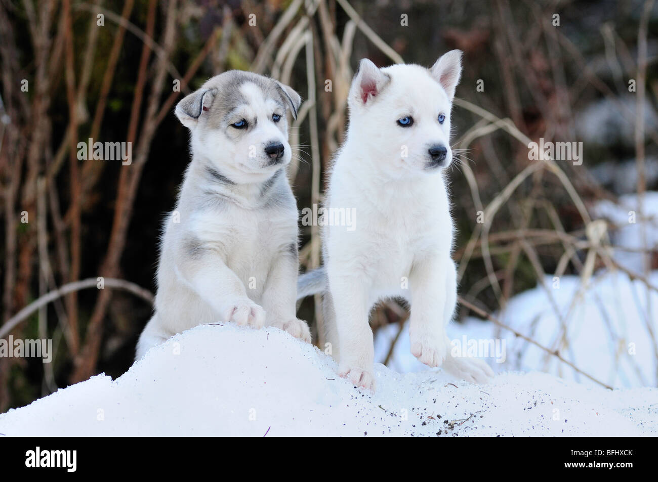 6 semaine les chiots de race Husky de Sibérie dans la neige à Bright Angel Park, Cowichan, C.-B.). Banque D'Images