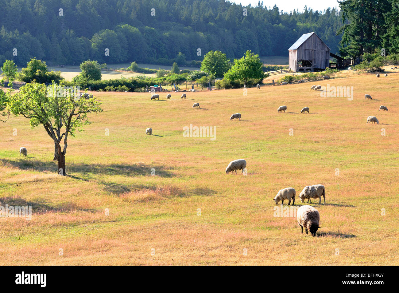 Le pâturage des moutons au parc provincial Ruckle sur l'île Saltspring, en Colombie-Britannique. Banque D'Images