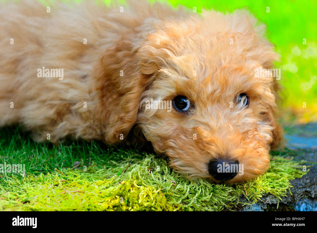 11 semaines chiot miniature Australian Labradoodle Banque D'Images