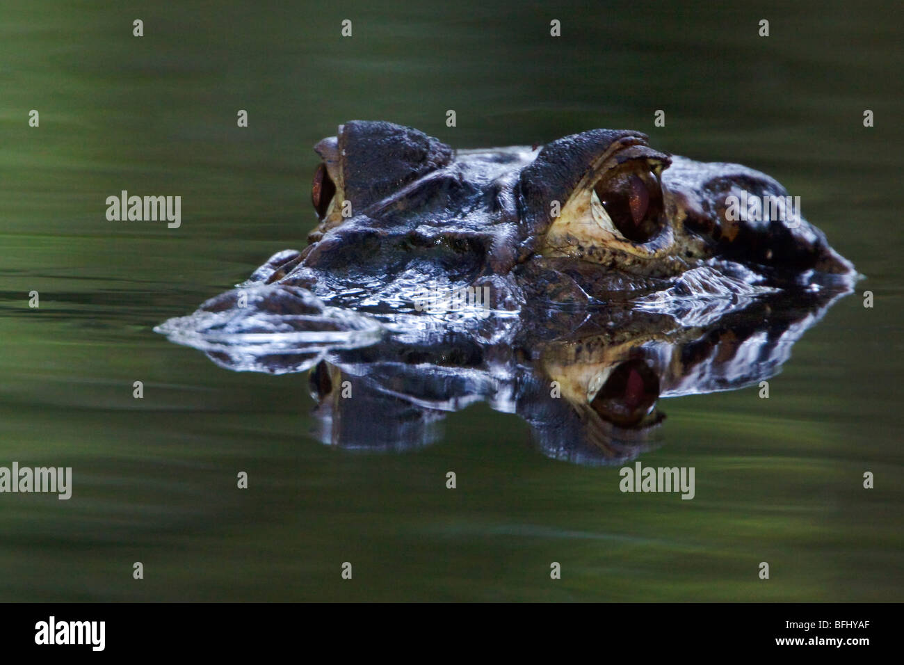 Un caïman noir prowles une jungle en Amazonie équatorienne de flux. Banque D'Images