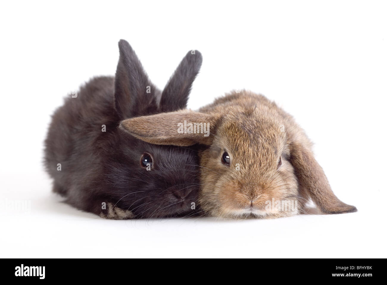 Deux lapins mignon, isolated on white Banque D'Images