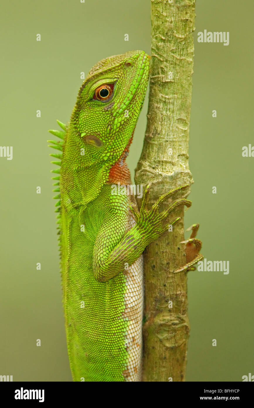 Iguane Banque de photographies et d'images à haute résolution - Alamy