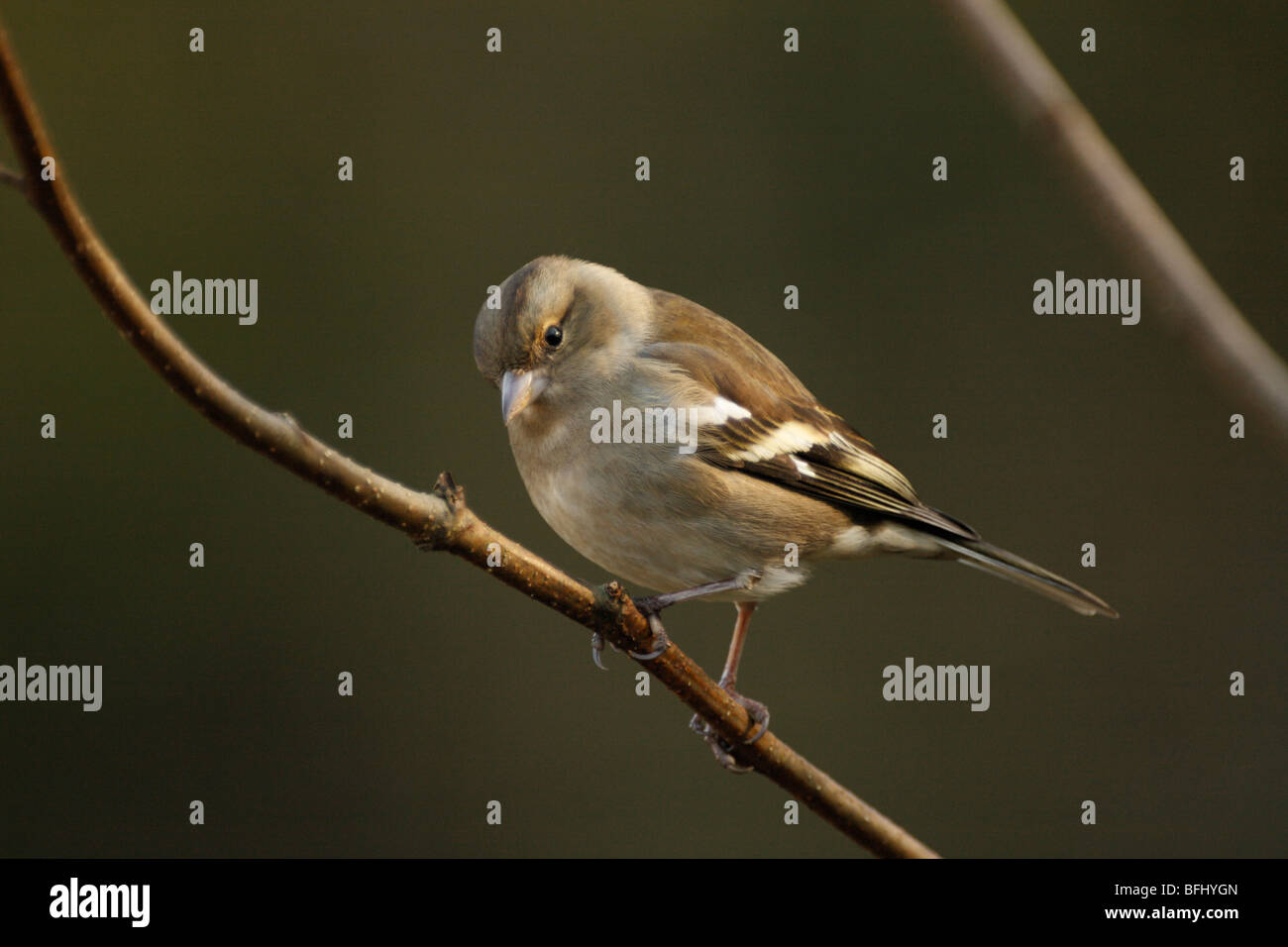, Fringilla coelebs CHAFFINCH femelle Banque D'Images