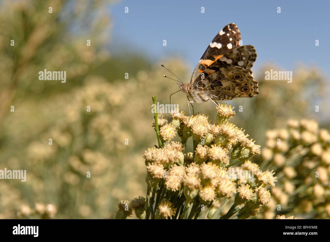 Papillon belle dame de manger. Banque D'Images