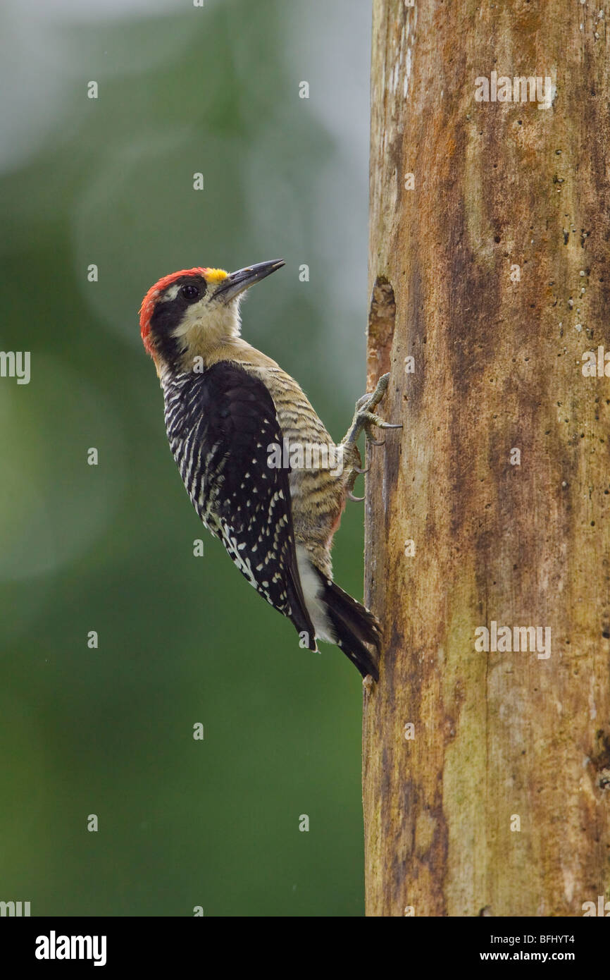 Black-cheeked Woodpecker (Melanerpes pucherani) perché sur un arbre à Rio Palenque réserver dans le nord-ouest de l'Équateur. Banque D'Images