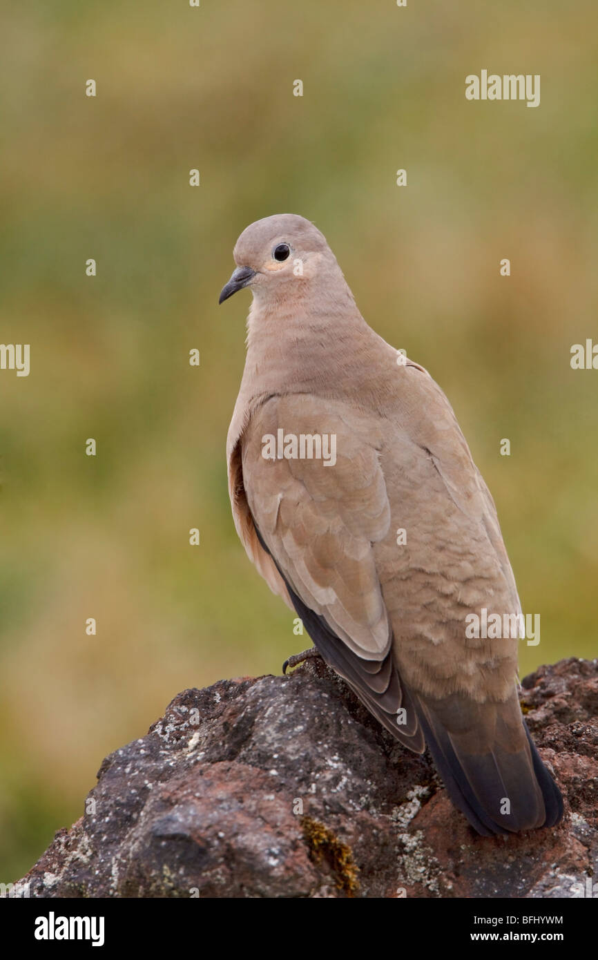 Black-winged Ground-Dove (Metriopelia melanoptera) perché sur un rocher dans les montagnes de l'Équateur Banque D'Images