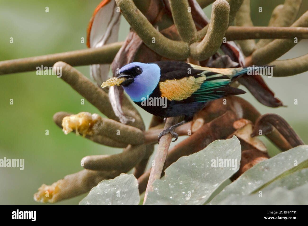 Calliste à cou bleu (Tangara cyanicollis) perché sur une branche près de Podocarpus Parc National dans le sud-est de l'Équateur. Banque D'Images
