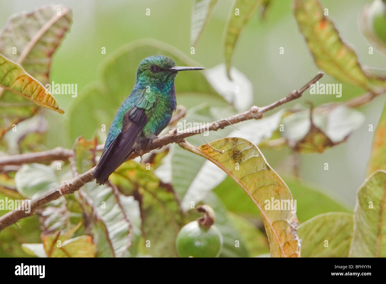 Blue-tailed Emerald (Chlorostilbon mellisugus) perché sur une branche près de Podocarpus Parc National dans le sud-est de l'Équateur. Banque D'Images