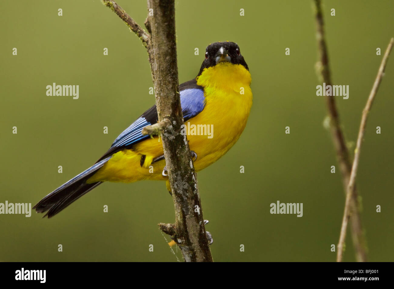 Un Tangara à ailes bleues (somptuosus Calliste) perché sur une branche dans la vallée de Tandayapa en Equateur. Banque D'Images