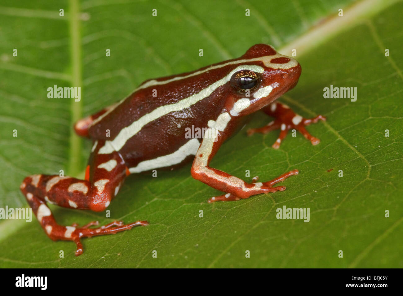 Une grenouille perchée sur une feuille, à Buenaventura Lodge dans le sud-ouest de l'Équateur. Banque D'Images