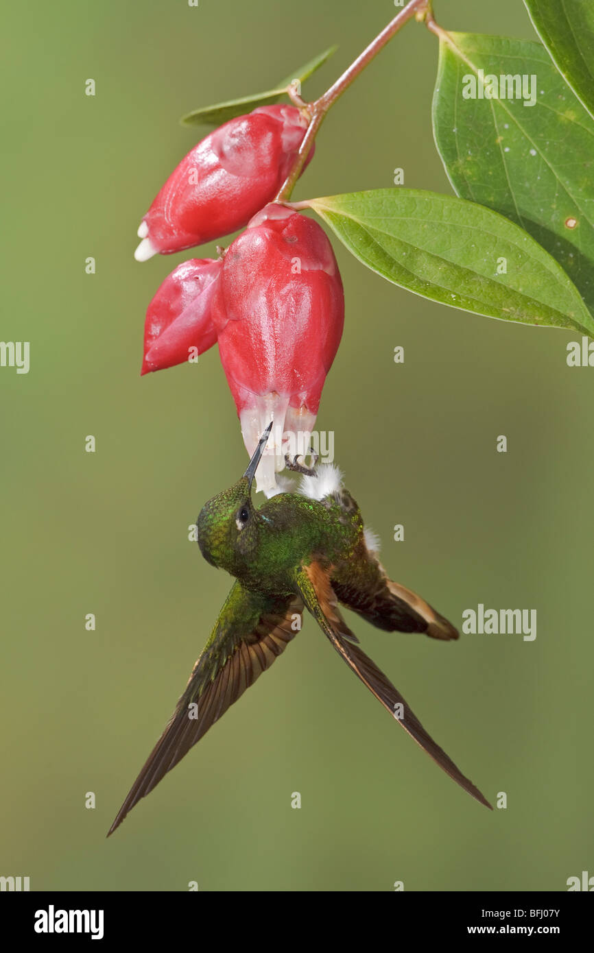 Buff-tailed Coronet (Boissonneaua flavescens) s'alimenter à une fleur tout en volant à la Loma Mindo réserver dans le nord-ouest de l'Équateur. Banque D'Images