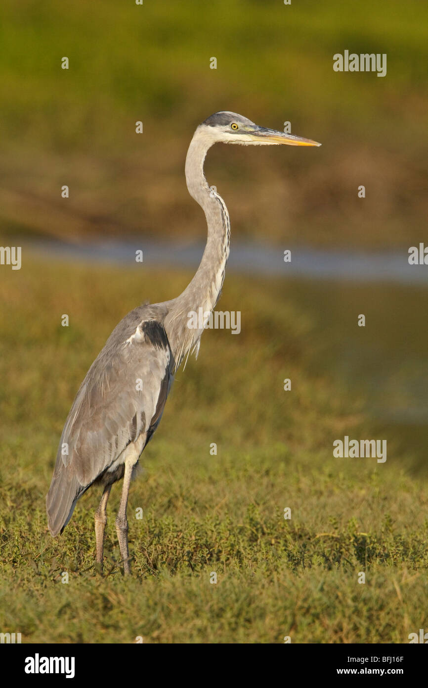 Grand Héron (Ardea herodias) se nourrir dans une vasière, sur la côte de l'Équateur. Banque D'Images