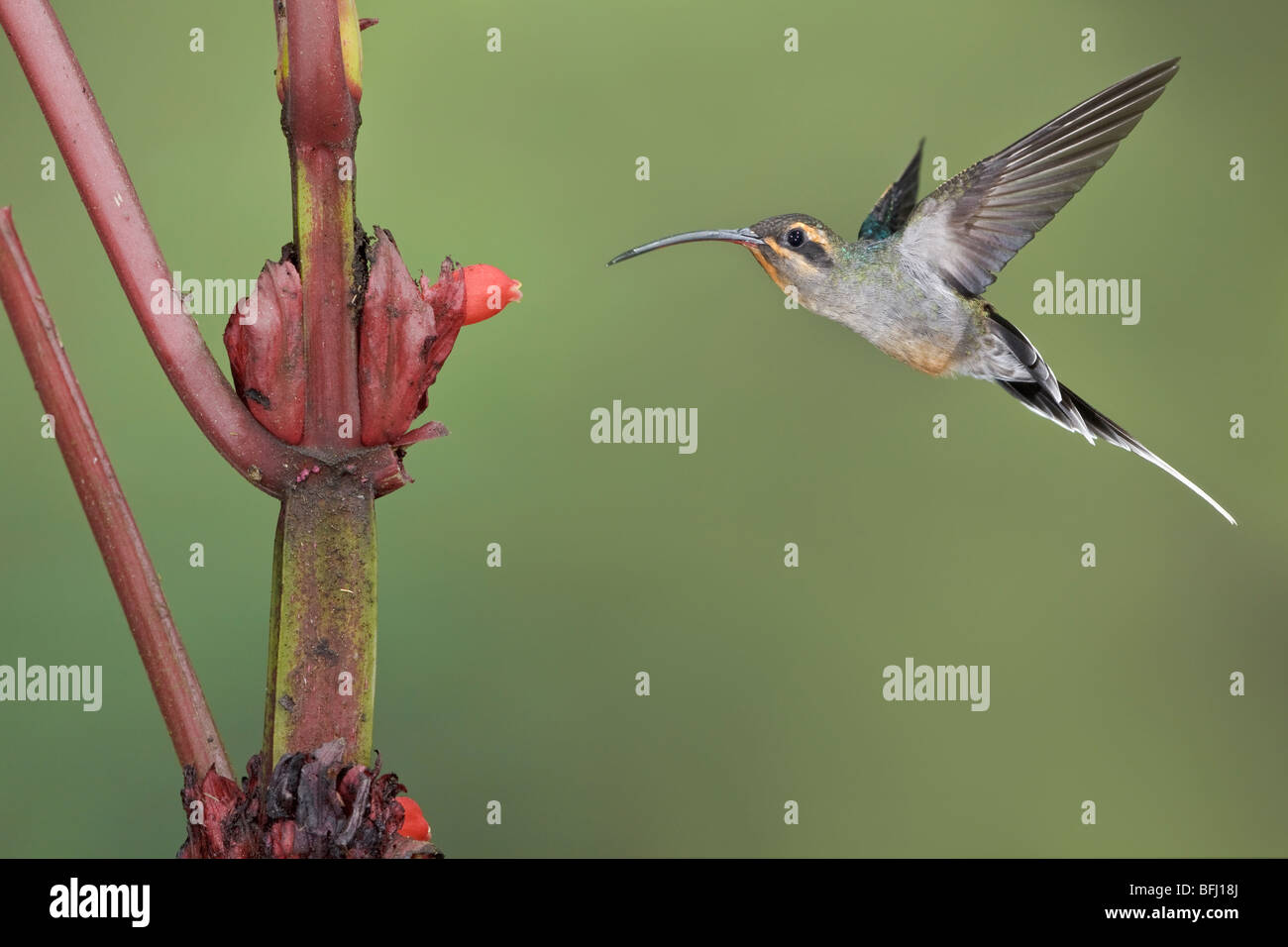 Ermite vert (Phaethornis guy) s'alimenter à une fleur tout en volant à l'Wildsumaco réserver dans l'Est de l'Equateur. Banque D'Images