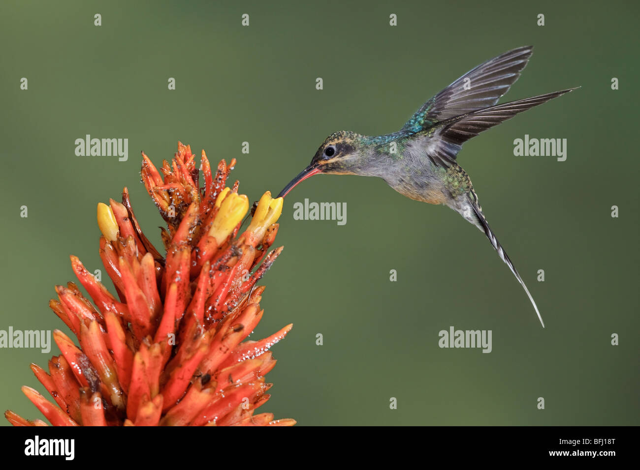 Ermite vert (Phaethornis guy) s'alimenter à une fleur tout en volant à l'Wildsumaco réserver dans l'Est de l'Equateur. Banque D'Images