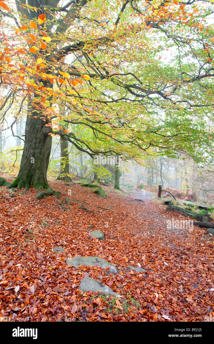 À l'automne Gorge Padley dans le Peak District National Park Banque D'Images