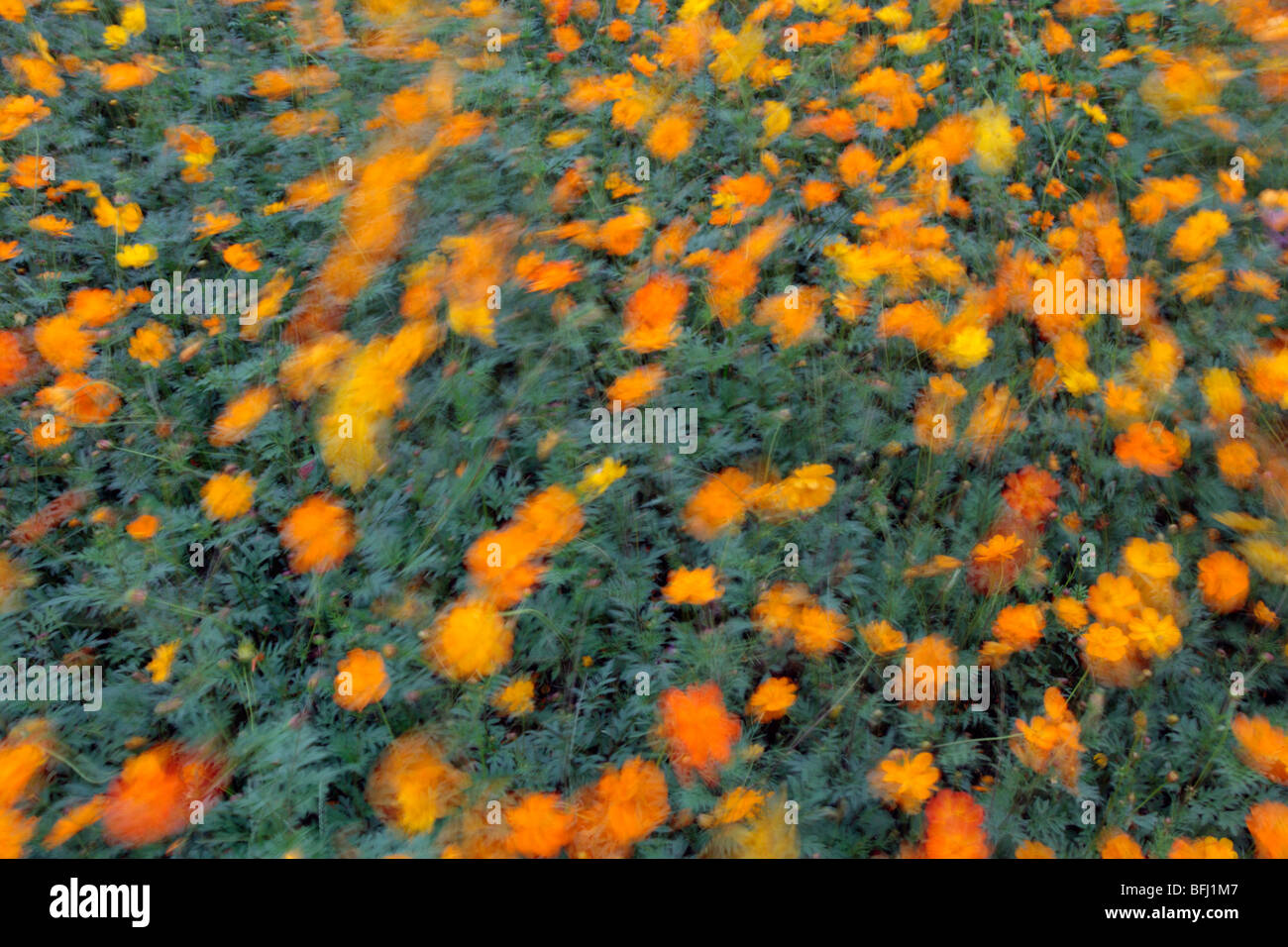 Cosmos bipinnatus Orange. Banque D'Images