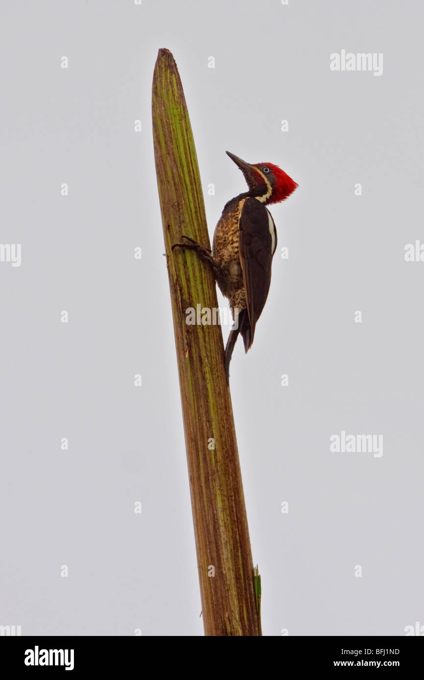 Lineated Woodpecker (Dryocopus lineatus) perché sur une branche dans le nord-ouest de l'Équateur. Banque D'Images