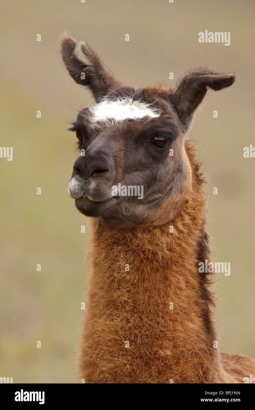 Portrait d'un lama dans les hauts plateaux équatoriens. Banque D'Images