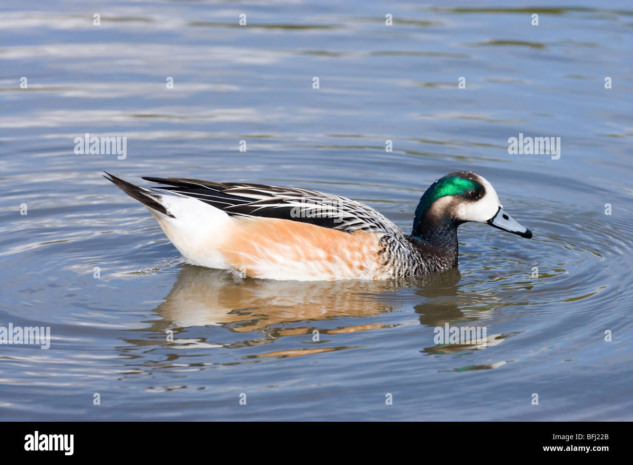 (Anas sibilatrix Chiloé Canard siffleur). Le sud de l'Amérique du Sud. Banque D'Images