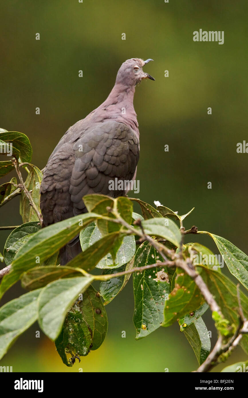 Un pigeon plombé (Columba plumbea) perché sur une branche dans la vallée de Tandayapa de l'Équateur. Banque D'Images