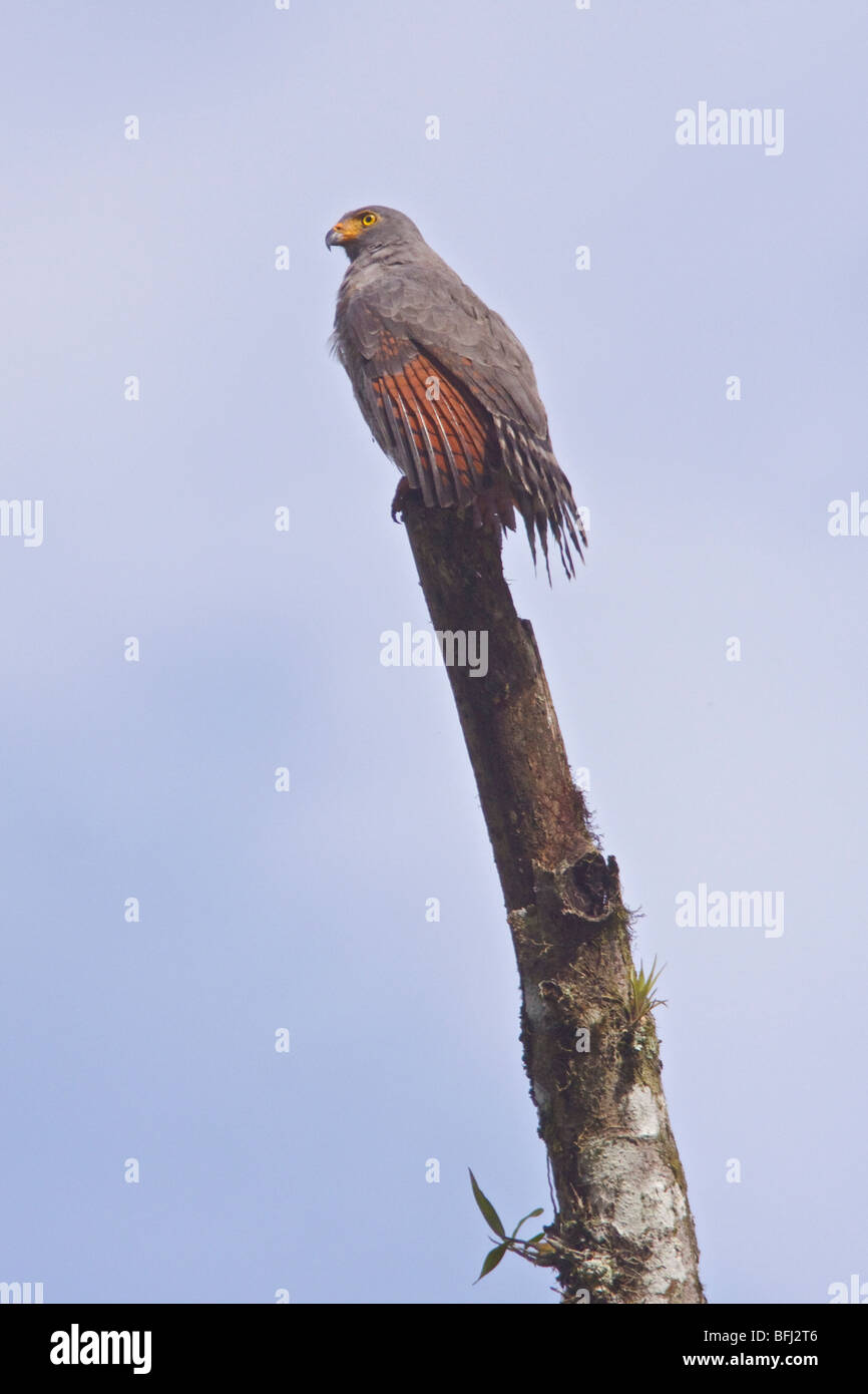 Roadside Hawk (Buteo magnirostris) perché sur une branche au Rio Palenque réserver dans le nord-ouest de l'Équateur. Banque D'Images