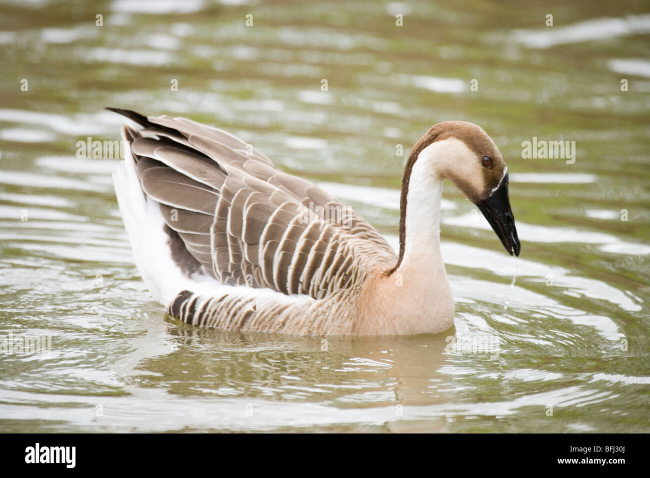 Swan goose (Anser cygnoides). Gander ou homme, trempage, tête de copulation pré affichage. Banque D'Images